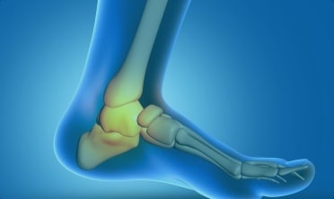 Ankle Joint